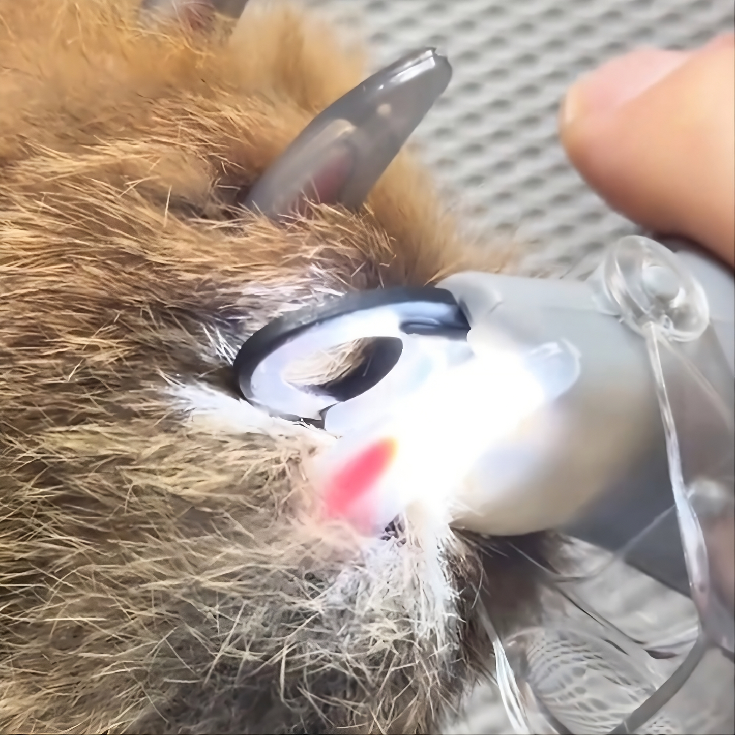 Kloklippare med LED & inbyggd Kloslip för katt